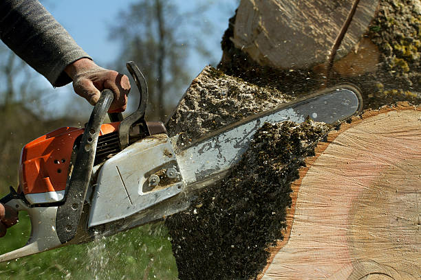 Best Stump Grinding and Removal  in Red Chute, LA